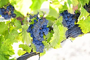Big cluster of blue grapes on a branch