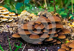 Big cluster of chestnut brittlestem mushrooms, common fungi specie from Europe