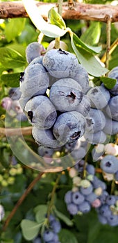 Big cluster of large blueberries growing on a blueberry bush in a field on a small family farm in USA