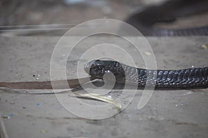 A big cobra snake on ground