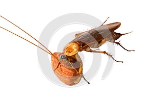 big cockroach pest eating almond isolated on white background. un healthy disease place in house