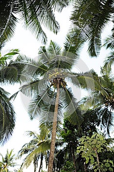 Big Coconut Tree