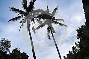 Big coconut tree touching the blue sky, Coconut tree in Bali Indonesia, Bali Coconut tree