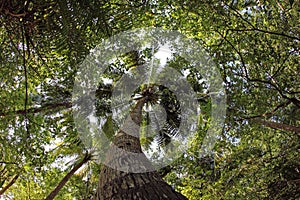 The big coconut tree