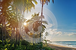 Big coconut tropic palms on the carribean beach