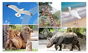 Big collage wild life animals