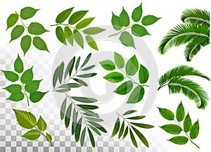 Big collection of braches with leaves