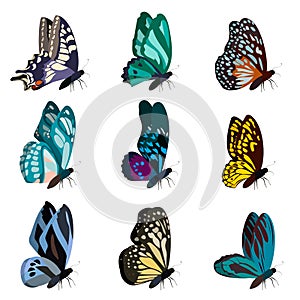 Big collection of colorful butterflies. Butterflies isolated on white. Vector