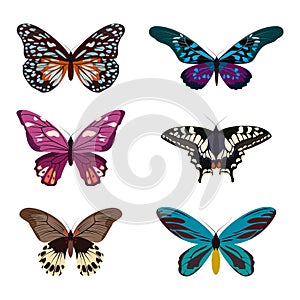 Big collection of colorful butterflies. Butterflies isolated on white. Vector illustration