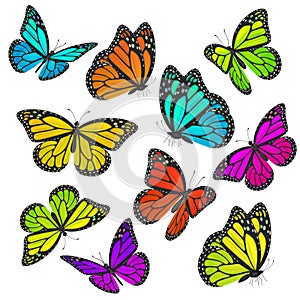 Big collection of colorful butterflies. Vector