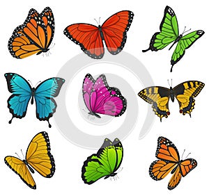 Big collection of colorful butterflies. Vector illustration