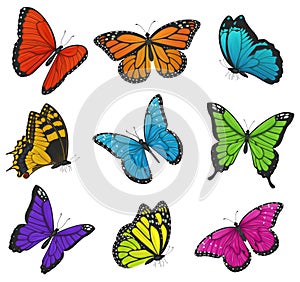 Big collection of colorful butterflies. Vector illustration