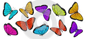 Big collection of colorful butterflies. Vector illustration