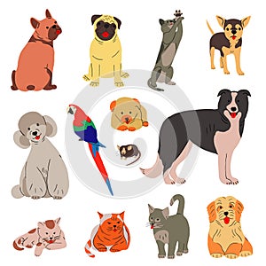 Big collection with cute domestic pets portrait