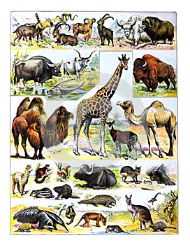 Big collection of different African animals or mammals and zoo animals collage / Antique engraved illustration from from La Rousse