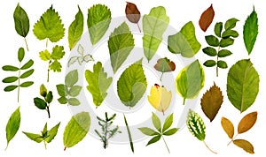 Big collection of different leafs
