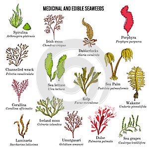 Big collection of edible and medicinal seaweeds