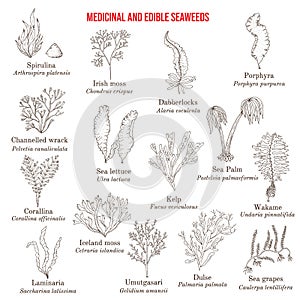 Big collection of edible and medicinal seaweeds