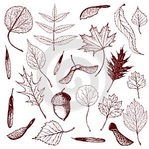 Il grande da inciso foresta foglie un semi. dipinto a mano contorno illustrazioni da diverso tipi da foglie Come betulla 