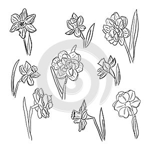 Big collection of hand drawn daffodils or jonquil