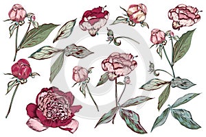 Big collection or set of vector hand drawn peony flowers in vintage botanical style pastel colors