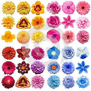Big collection of various head flowers orange, purple, yellow, pink, blue and red isolated on white background