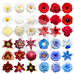 Big collection of various head flowers purple, white, blue and red isolated on white background