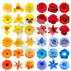 Big collection of various head flowers yellow, orange, blue and red isolated on white background