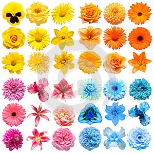 Big collection of various head flowers yellow, pink, blue and orange isolated on white background