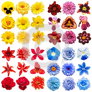 Big collection of various head flowers