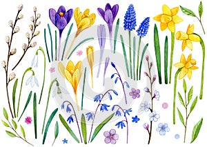 Big collection of watercolor hand drawn spring illustrations. Spring flowers: violet and yellow crocuses, narcissus, snowdrops,