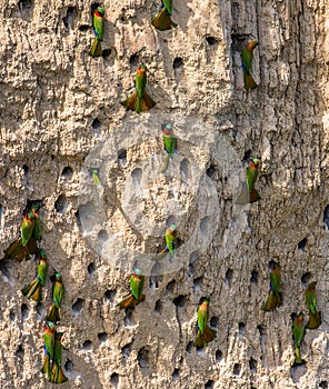 Big colony of the Bee-eaters in their burrows on a clay wall. Africa. Uganda.