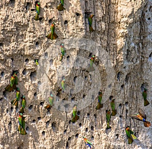 Big colony of the Bee-eaters in their burrows on a clay wall. Africa. Uganda.