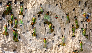 Big colony of the Bee-eaters in their burrows on a clay wall. Africa. Uganda.