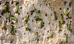 Big colony of the Bee-eaters in their burrows on a clay wall. Africa. Uganda.