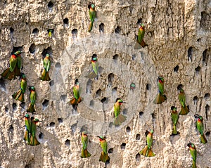 Big colony of the Bee-eaters in their burrows on a clay wall. Africa. Uganda.