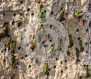 Big colony of the Bee-eaters in their burrows on a clay wall. Africa. Uganda.