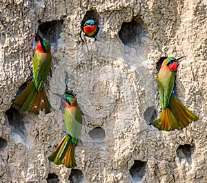 Big colony of the Bee-eaters in their burrows on a clay wall. Africa. Uganda.