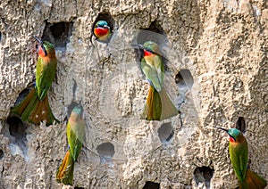 Big colony of the Bee-eaters in their burrows on a clay wall. Africa. Uganda.