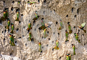 Big colony of the Bee-eaters in their burrows on a clay wall. Africa. Uganda.