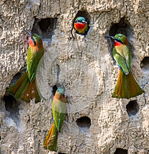 Big colony of the Bee-eaters in their burrows on a clay wall. Africa. Uganda.