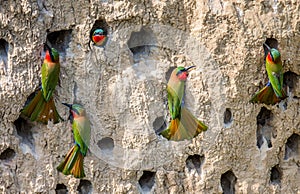 Big colony of the Bee-eaters in their burrows on a clay wall. Africa. Uganda.