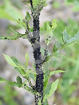 Big colony black bean aphids sucking on plant stem