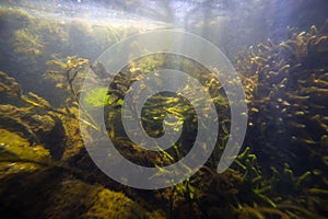 Big colony of common freshwater sponge feed on floating organic particles in a shallow freshwater river with clear water