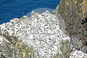 A big colony of common guillemots on the cliffs of Shetland