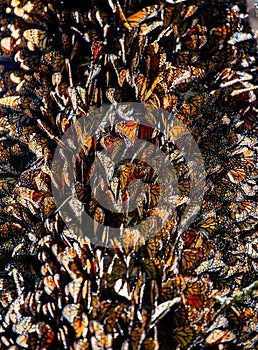 Big colony of Monarch butterflies  Danaus plexippus close-up in the forest in the park El Rosario, Reserve of the Biosfera