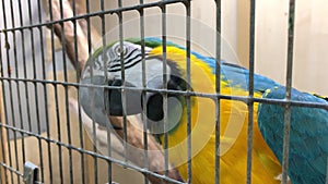 Big colorful blue and yellow macaw parrot, ara ararauna eating seeds in a cage close up