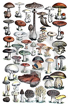 Big colorful forest mushrooms collection / Vintage and Antique illustration from Petit Larousse 1914