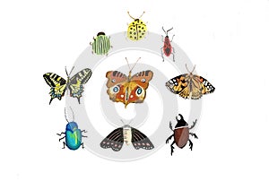 Big colorful hand drawn doodle set with insects. Beetle, butterfly, moth, worm collection in outline style. Isolated on