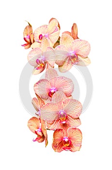 Big colorful orchids flowers bunch